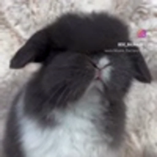 🤩 Эмодзи «Милые зайчики» для Telegram