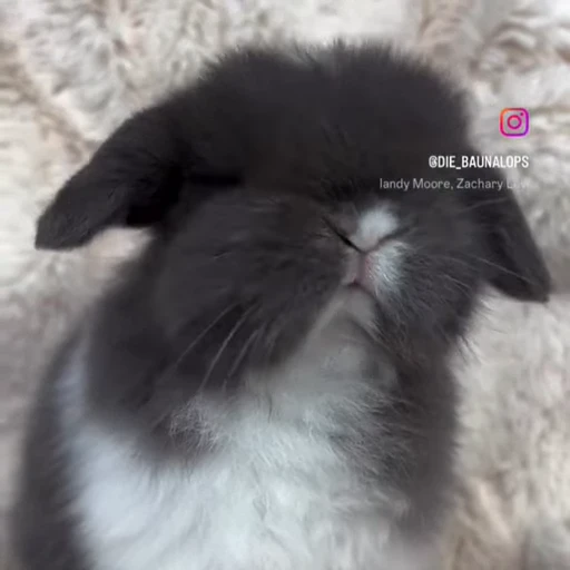 🤩 Стикер «Милые зайчики» для Telegram