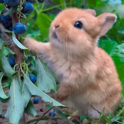 🤩 Стикер «Милые зайчики» для Telegram