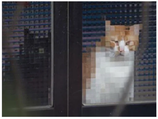 🙃 Стикер «Minecraft Cats» для Telegram