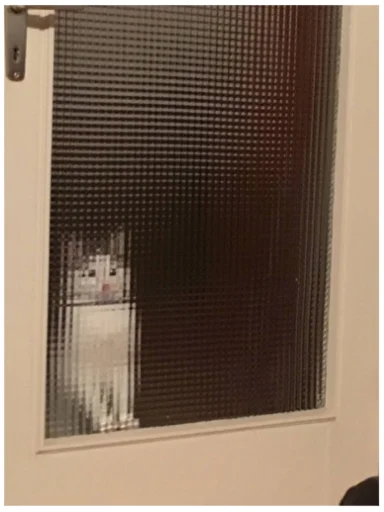 😶 Стикер «Minecraft Cats» для Telegram