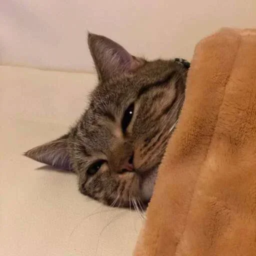 😴 Стикер «El pack de mininos definitivo» для Telegram