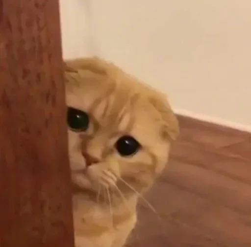 🥺 Стикер «El pack de mininos definitivo» для Telegram