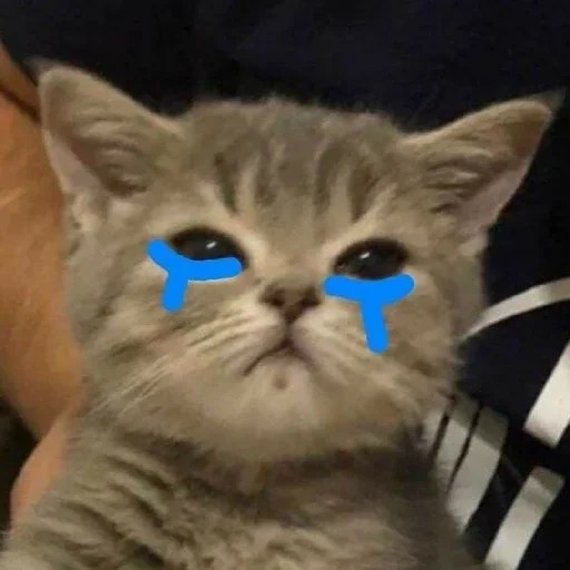 😢 Стикер «El pack de mininos definitivo» для Telegram