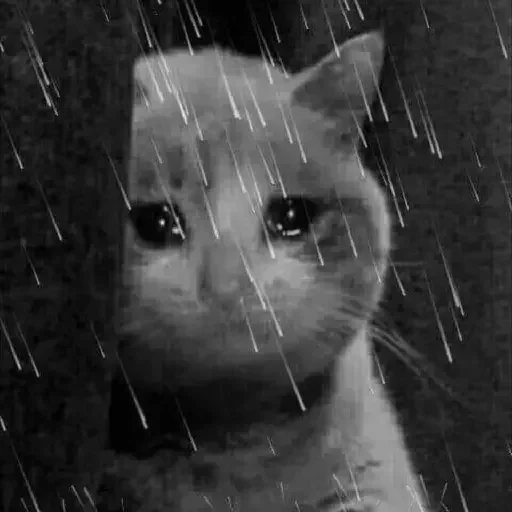 😥 Стикер «El pack de mininos definitivo» для Telegram