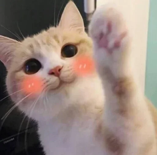 ☺️ Стикер «El pack de mininos definitivo» для Telegram