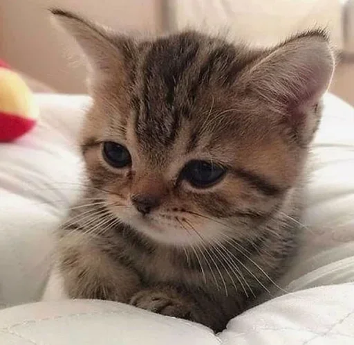 😥 Стикер «El pack de mininos definitivo» для Telegram