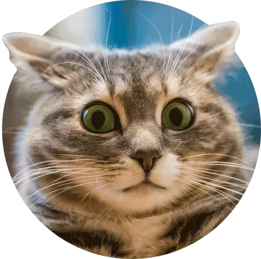 😮 Стикер «El pack de mininos definitivo» для Telegram