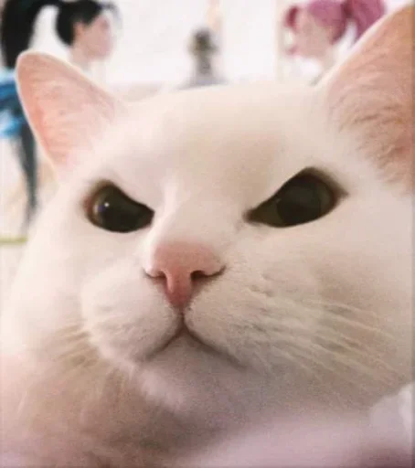 😤 Стикер «El pack de mininos definitivo» для Telegram