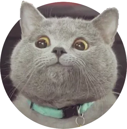🧐 Стикер «El pack de mininos definitivo» для Telegram