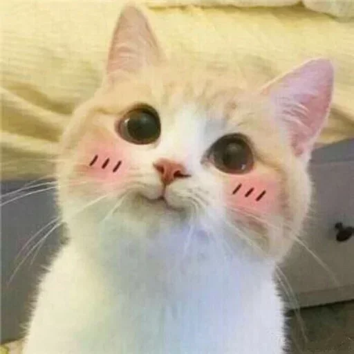 ☺️ Стикер «El pack de mininos definitivo» для Telegram