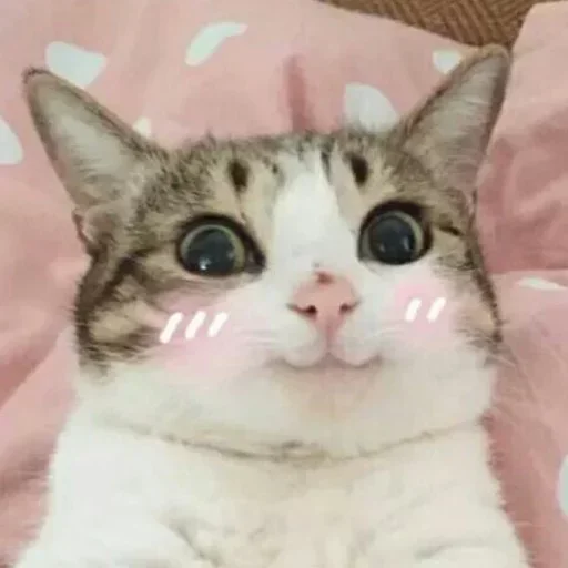 😊 Стикер «El pack de mininos definitivo» для Telegram