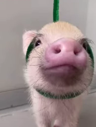 🐷 Стикер «MINipig» для Telegram