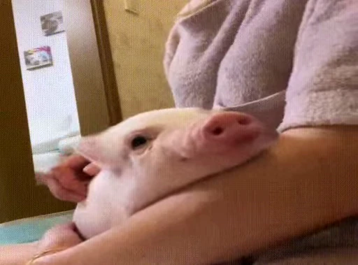 🐷 Стикер «MINipig» для Telegram