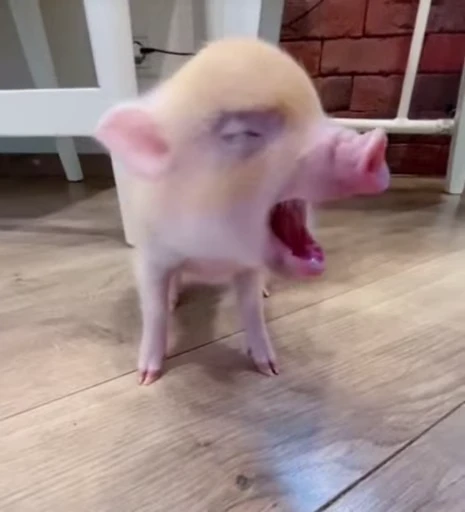 🐷 Стикер «MINipig» для Telegram