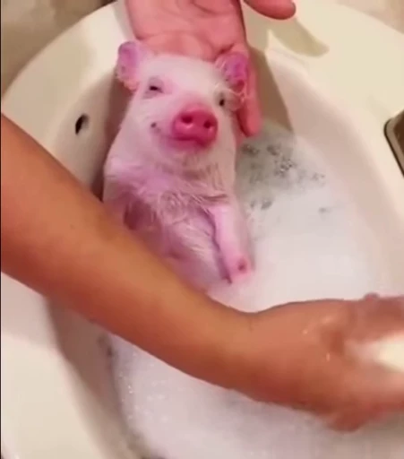 🐷 Стикер «MINipig» для Telegram