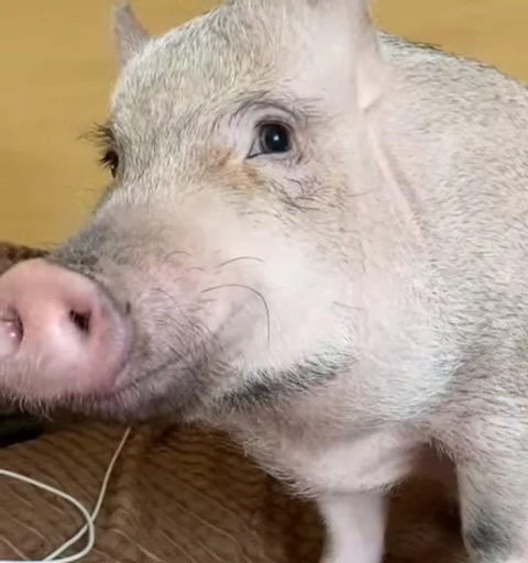 🐷 Стикер «MINipig» для Telegram