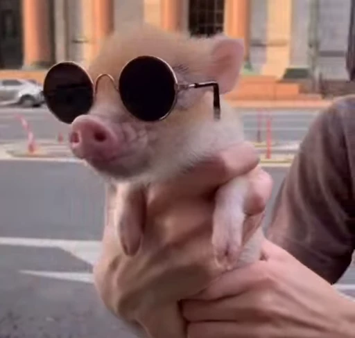 🐷 Стикер «MINipig» для Telegram