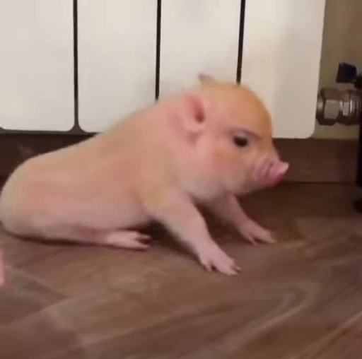 🐷 Стикер «MINipig» для Telegram