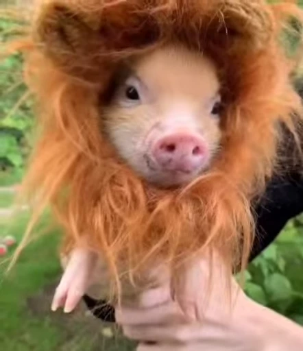 🐷 Стикер «MINipig» для Telegram