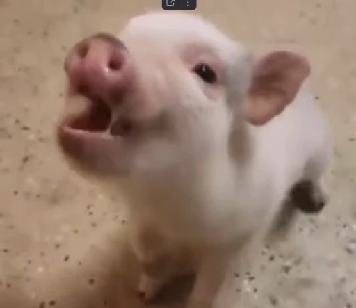 🐷 Стикер «MINipig» для Telegram