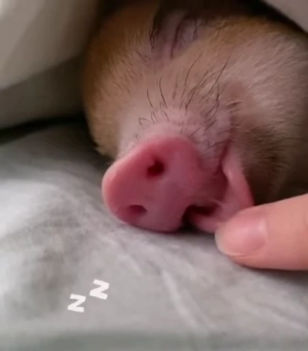 🐷 Стикер «MINipig» для Telegram