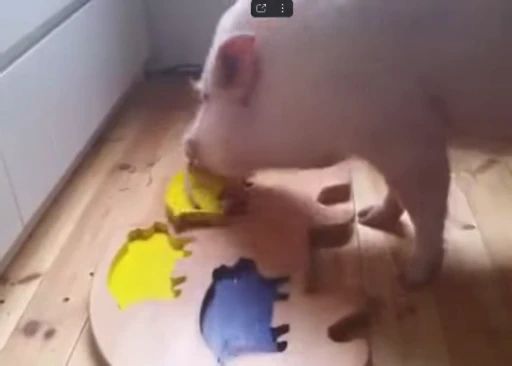 🐷 Стикер «MINipig» для Telegram