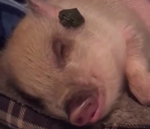 🐷 Стикер «MINipig» для Telegram