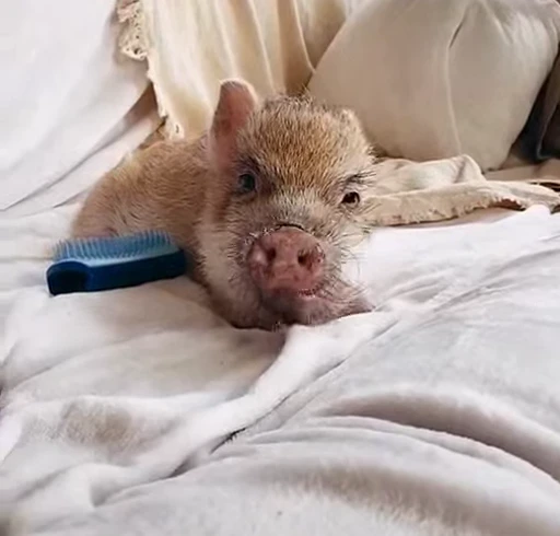 🐷 Стикер «MINipig» для Telegram