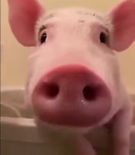 🐷 Стикер «MINipig» для Telegram