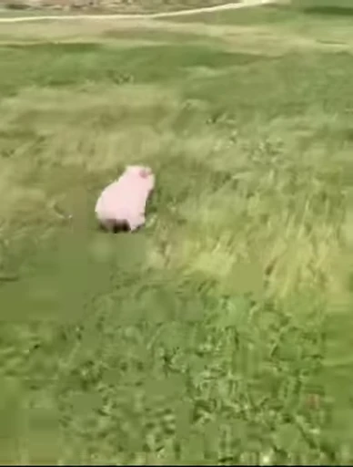 🐷 Стикер «MINipig» для Telegram