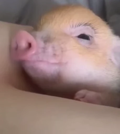 🐷 Стикер «MINipig» для Telegram