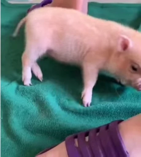 🐷 Стикер «MINipig» для Telegram