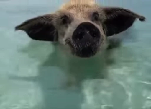 🐷 Стикер «MINipig» для Telegram