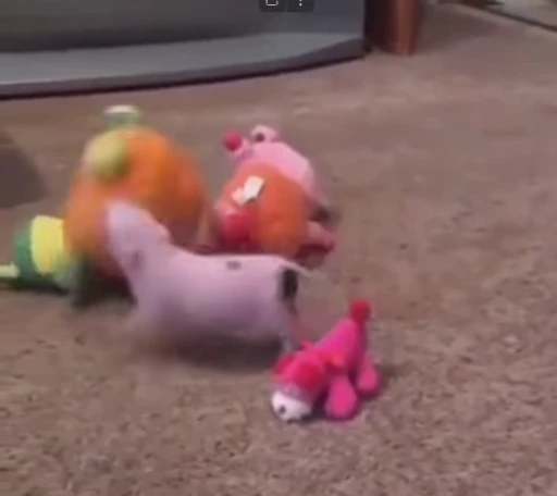 🐷 Стикер «MINipig» для Telegram