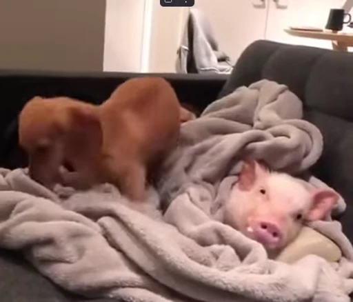 🐷 Стикер «MINipig» для Telegram