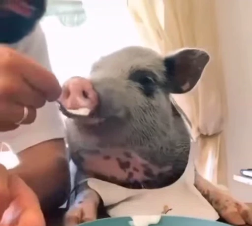 🐷 Стикер «MINipig» для Telegram