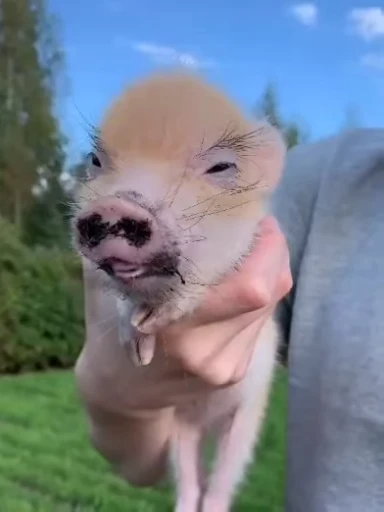 🐷 Стикер «MINipig» для Telegram