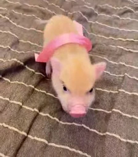 🐷 Стикер «MINipig» для Telegram