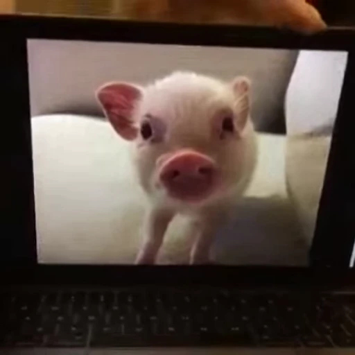🐷 Стикер «MINipig» для Telegram