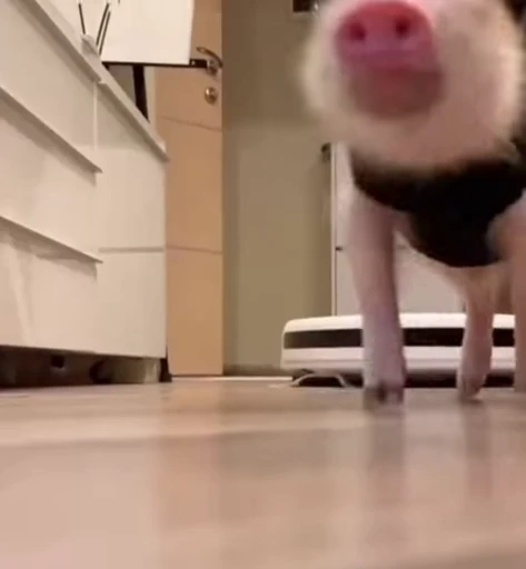 🐷 Стикер «MINipig» для Telegram