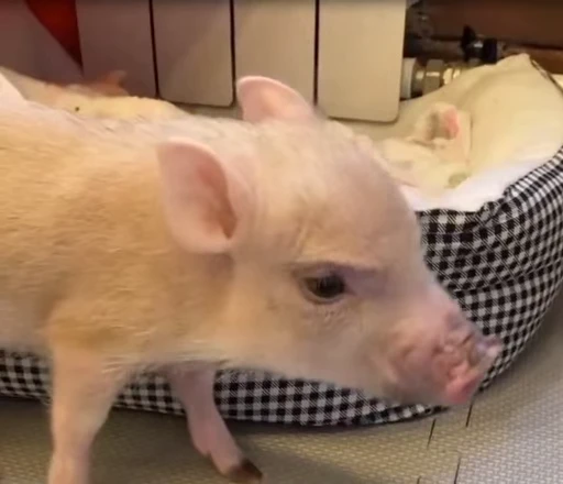 🐷 Стикер «MINipig» для Telegram