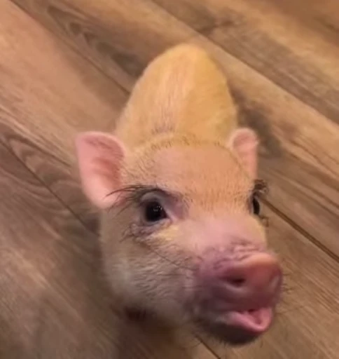 🐷 Стикер «MINipig» для Telegram