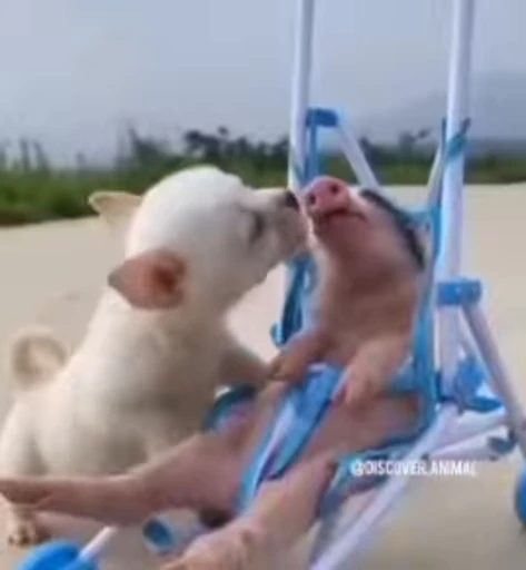 🐷 Стикер «MINipig» для Telegram