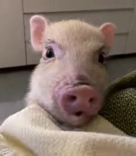 🐷 Стикер «MINipig» для Telegram