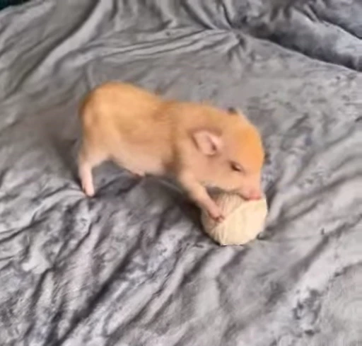 🐷 Стикер «MINipig» для Telegram