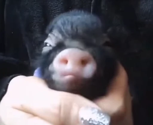 🐷 Стикер «MINipig» для Telegram