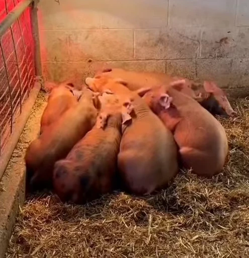 🐷 Стикер «MINipig» для Telegram