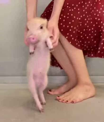 💃 Стикер «MINipig» для Telegram