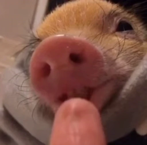 🐷 Стикер «MINipig» для Telegram
